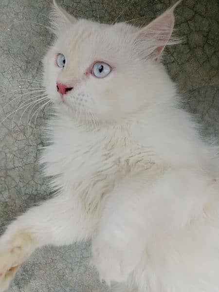 Persian male cat triple coat white color 2