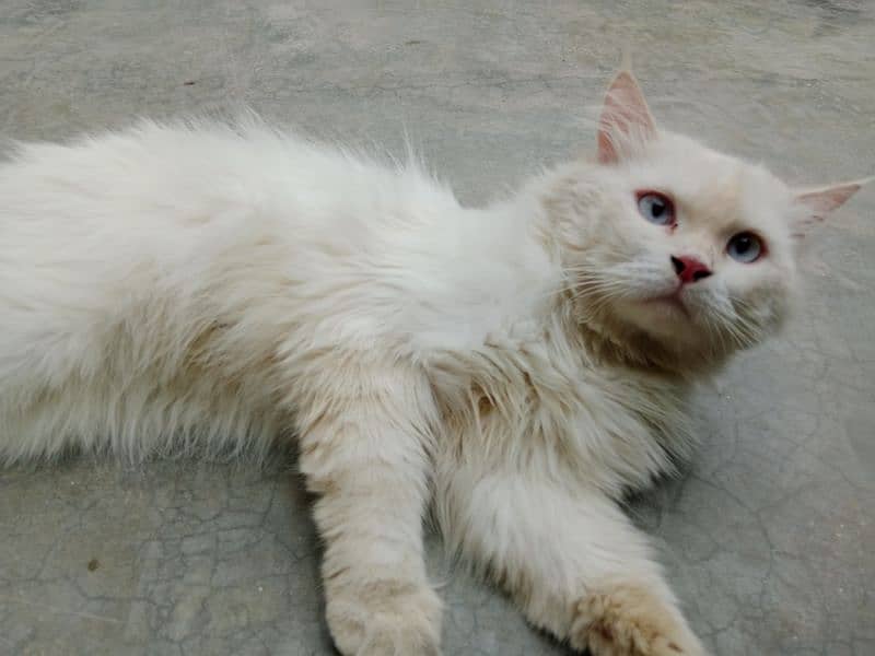 Persian male cat triple coat white color 3