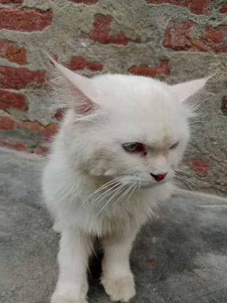 Persian male cat triple coat white color 4