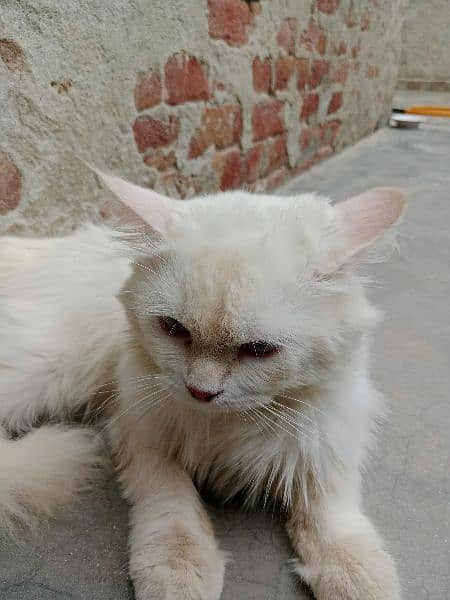 Persian male cat triple coat white color 5