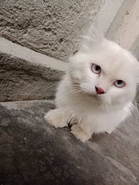 Persian male cat triple coat white color 6