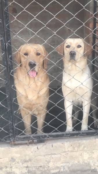 labrador puppies 2