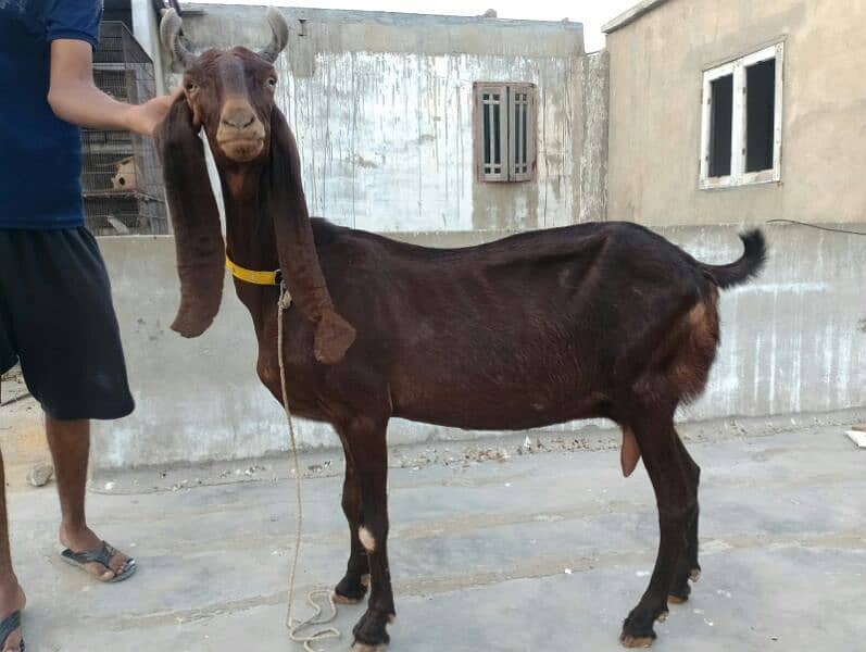 pure kamori bakri 2