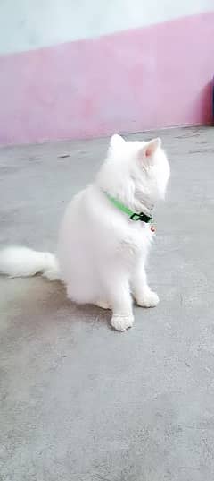 my cute pershion cat
