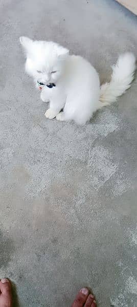 my cute pershion cat 1