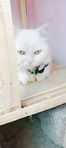 my cute pershion cat 2