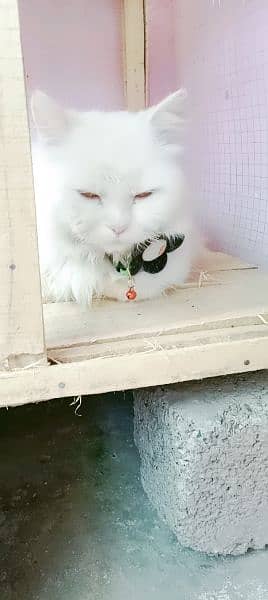 my cute pershion cat 3
