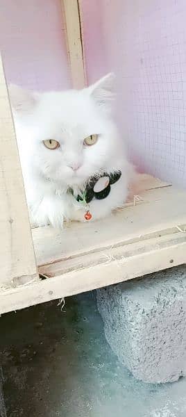 my cute pershion cat 4