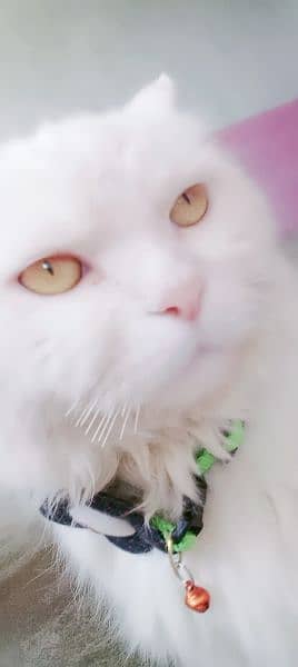 my cute pershion cat 5
