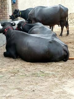buffaloes for sale