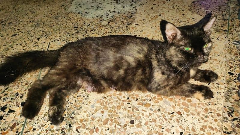 Persian female cat 1