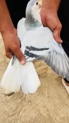 Silver Pigeons for Sale A+ Quality