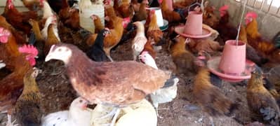 golden misri hens lohman brown chicks