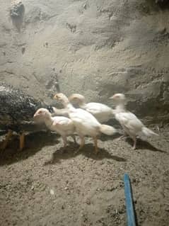 heera aseel chicks