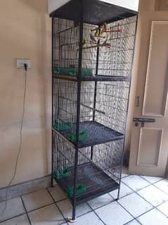 Iron Cage with Parrots