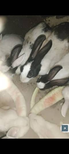 Black and white Rabbits
