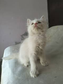 Persian male and female kitten for sale