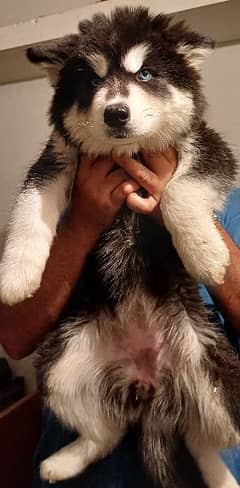 Siberian Husky female