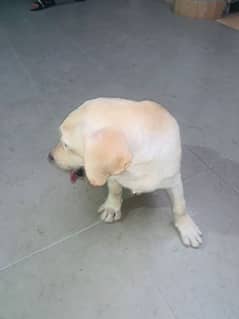 Labrador Retriever Puppy Imported Breed