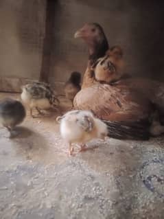 Golden Mesri Chicks pur Desi kruk Murgi And parrot Cages Available
