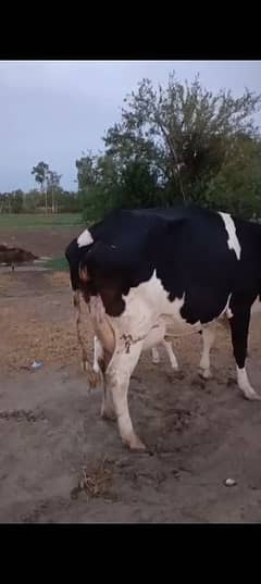 Australian cow