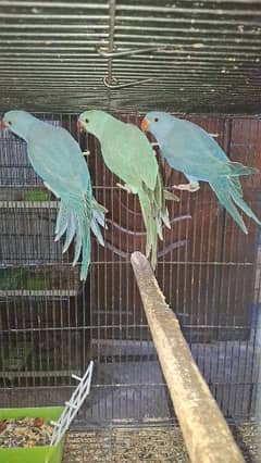 Blue Cobalt Parrots