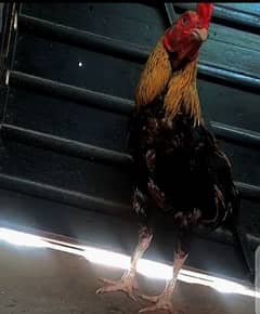 Aseel Jawa Cock For Sale