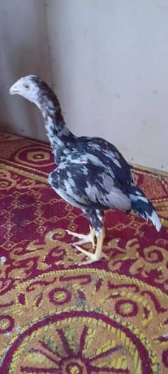 Thai Aseel Chick for Sale