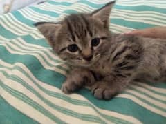 tabby Persian kitten for sale