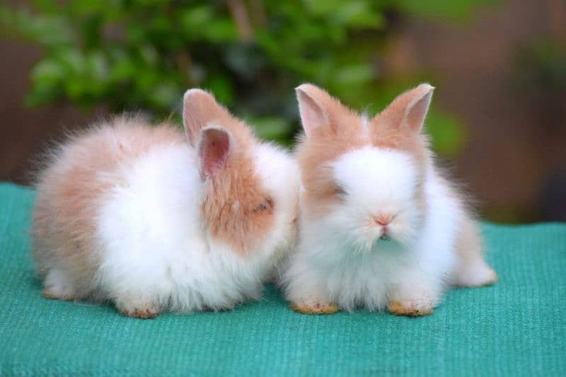 Bunnies Rabbits of exotic breeds 1