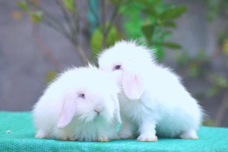 Bunnies Rabbits of exotic breeds 2