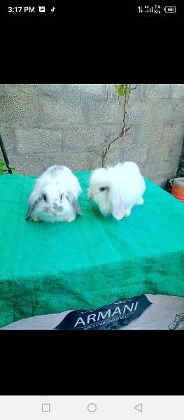 Bunnies Rabbits of exotic breeds 4