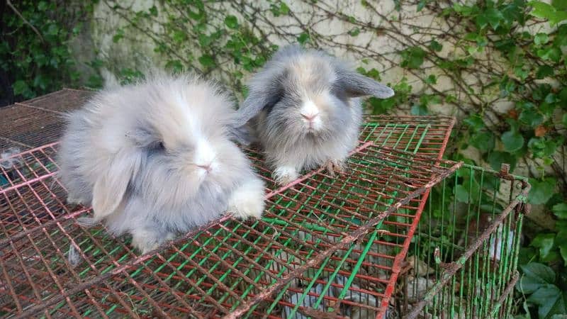 Bunnies Rabbits of exotic breeds 5