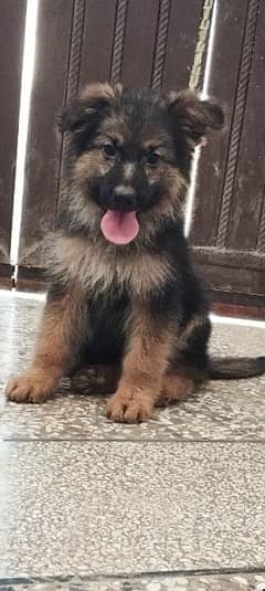 German Sheperd Puppy For sale