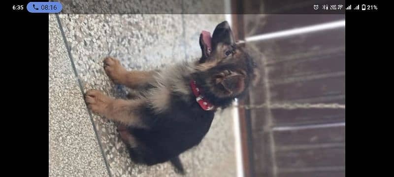 German Sheperd Puppy For sale 4