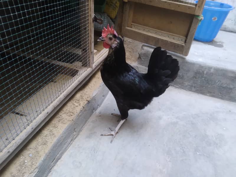 Black Misri Young Murgi Egg Laying 0