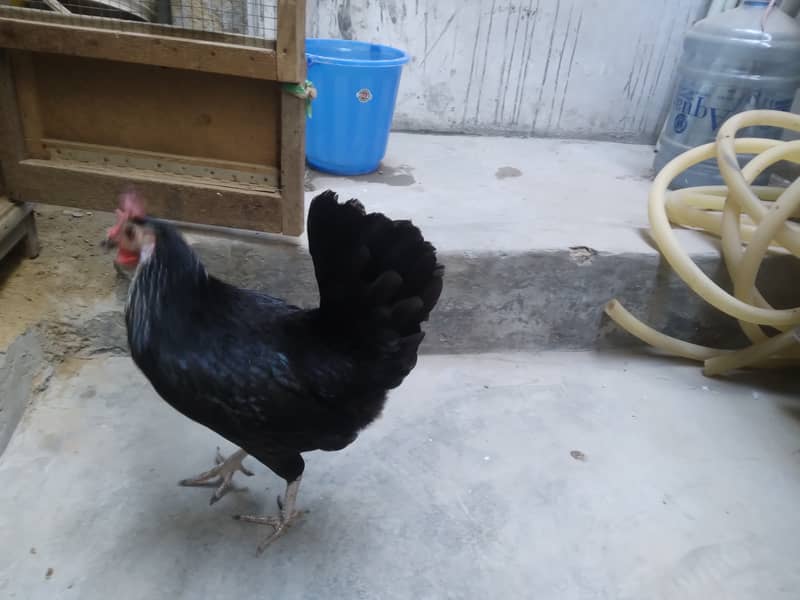 Black Misri Young Murgi Egg Laying 1