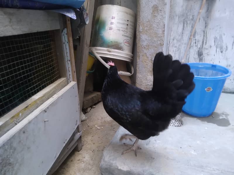 Black Misri Young Murgi Egg Laying 5