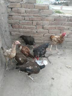 2 male aseel and 5 female aseel urgent sale