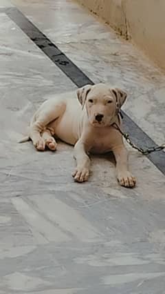 Gultair dog for sale