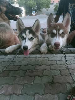 husky puppy pair