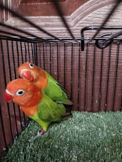 Green opaline opline ficher Fishrei lovebird love parrot