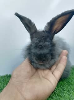 Rabbits for Sale 15 male-female rabbits Mixed age age: 6 months to 15