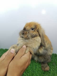 Rabbits for Sale 15 male-female rabbits Mixed age age: 6 months to 15