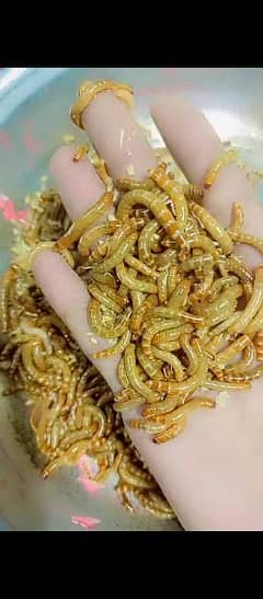 Superworms Super worm mealworms meal worm available 0