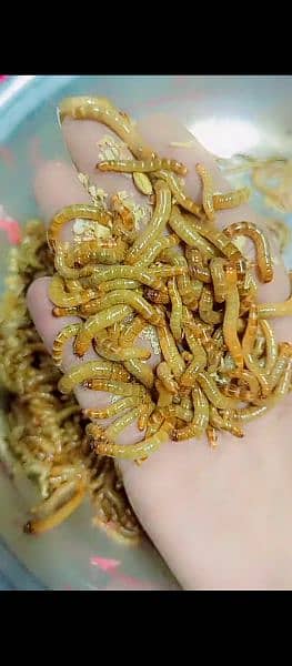 Superworms Super worm mealworms meal worm available 1