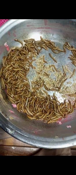 Superworms Super worm mealworms meal worm available 2