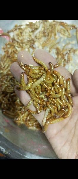 Superworms Super worm mealworms meal worm available 3