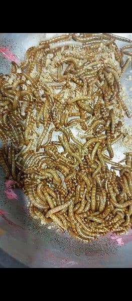 Superworms Super worm mealworms meal worm available 4