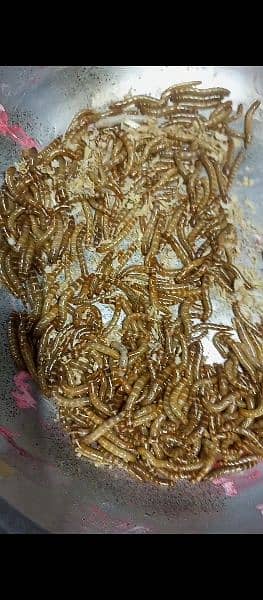 Superworms Super worm mealworms meal worm available 5